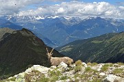 42 In Corno Stella con stambecco su sfondo Alpi Retiche